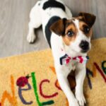 Welcoming Your Furry Friend: Top Ways To Pet-Proof Your Home