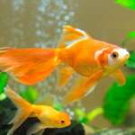 A Beginner's Guide to Successfully Caring for Fish