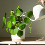 Different Reasons Why Indoor Plants Need Fertilizer