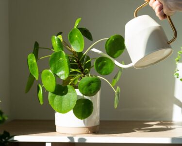 Different Reasons Why Indoor Plants Need Fertilizer