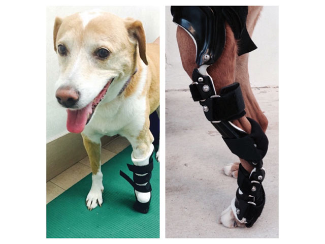 ortho brace for dogs
