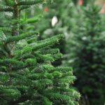 Tips on How to Start a Successful Tree Farm Business