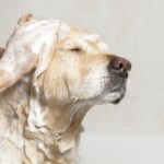 Must-Know Tips for Keeping a Clean Home With a Dog