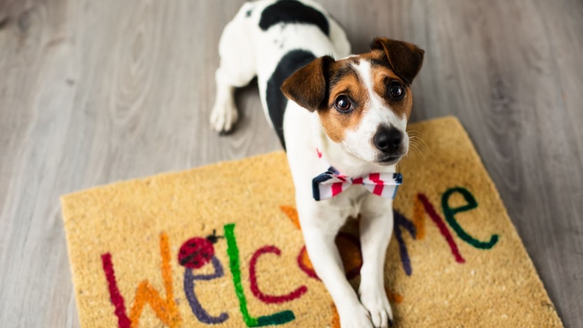 Welcoming Your Furry Friend: Top Ways To Pet-Proof Your Home