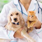 How Veterinarians Can Serve their Community
