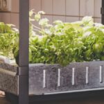 Hydroponic Gardening Tips for Beginners