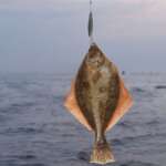 Must-Know Tips and Tricks for Flounder Fishing