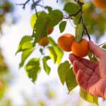 5 Benefits of Planting Your Own Fruit Trees