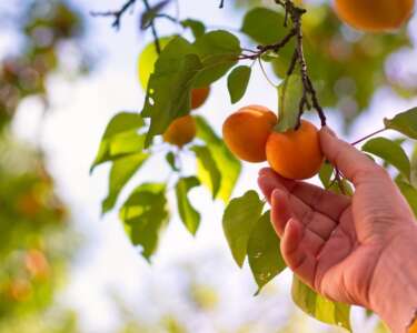 5 Benefits of Planting Your Own Fruit Trees