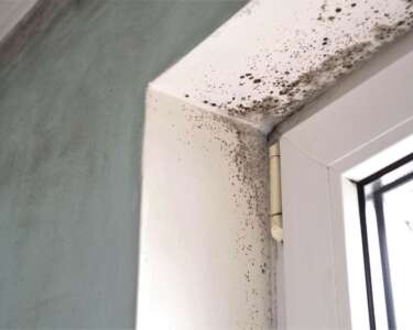 Next Steps After You Spot Mold in Your Home