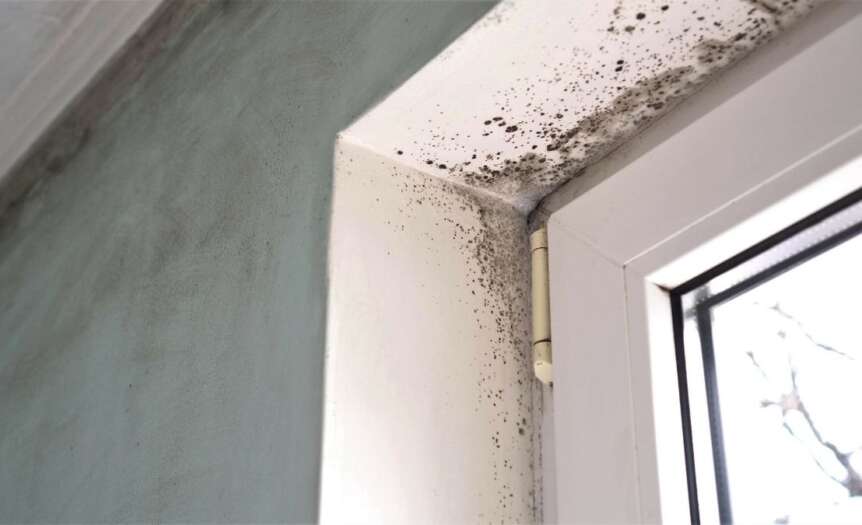 Next Steps After You Spot Mold in Your Home