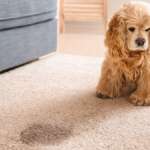 The 3 Most Common Causes of Carpet Damage