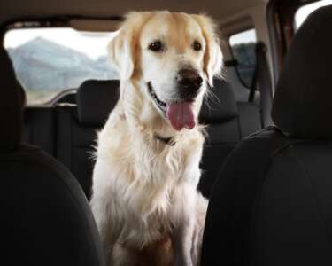 Amazing Benefits of Having Dog Seat Covers for Cars