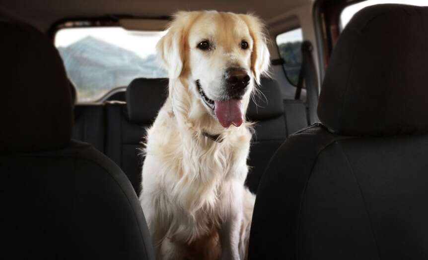 Amazing Benefits of Having Dog Seat Covers for Cars