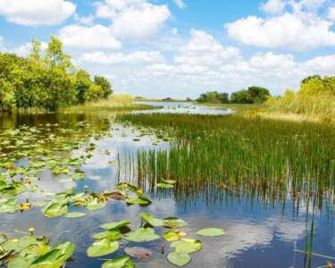 4 Things To Do in Everglades National Park