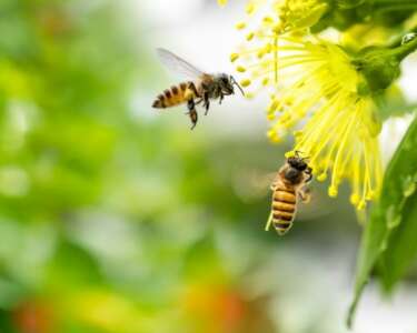 Tips for Protecting Your Bees From Hot Weather