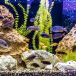Which Live Plants Are Best for Your Freshwater Aquarium?