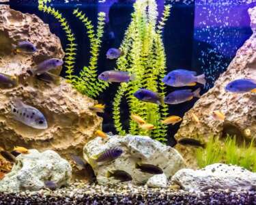 Which Live Plants Are Best for Your Freshwater Aquarium?