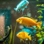 What To Do When Your Aquarium Heater Stops Working