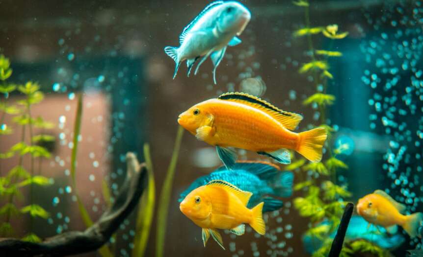 What To Do When Your Aquarium Heater Stops Working