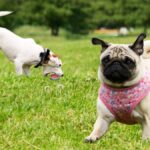 5 Ways To Tell That Your Dog Likes Daycare