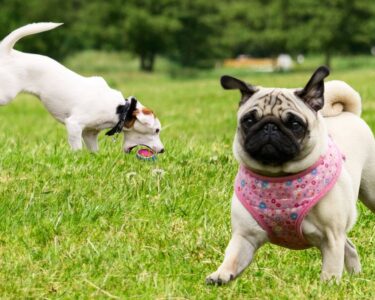 5 Ways To Tell That Your Dog Likes Daycare