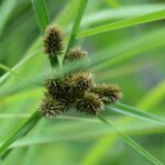 Yellow Nutsedge: What It Is and How To Address It