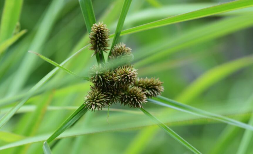 Yellow Nutsedge: What It Is and How To Address It