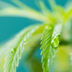 Cannabis Watering 101: Tips for Beginner Growers