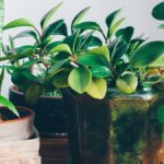How To Get Your Indoor Plants To Grow Faster