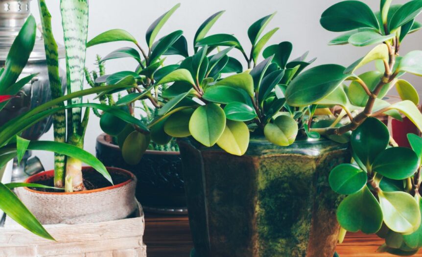 How To Get Your Indoor Plants To Grow Faster