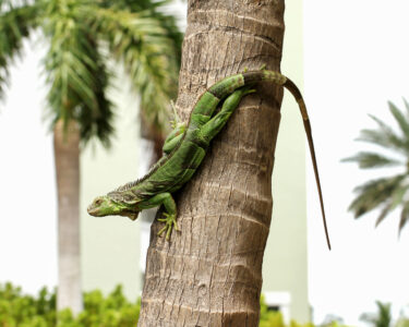 What You Should Know Before Hunting Iguanas