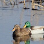 4 Must-Know Tips for Better Duck Hunting