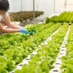 A farmer harvests lettuce in an indoor hydroponic garden. The room with white walls has several rows of healthy green crops.