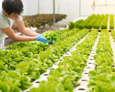 A farmer harvests lettuce in an indoor hydroponic garden. The room with white walls has several rows of healthy green crops.