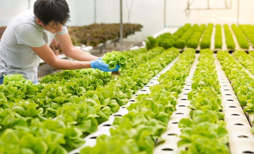 A farmer harvests lettuce in an indoor hydroponic garden. The room with white walls has several rows of healthy green crops.