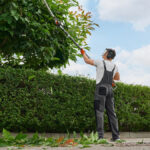 A man wearing earmuffs, a face shield, gray overalls, and orange gloves trimming a tree with a trimmer.