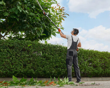 A man wearing earmuffs, a face shield, gray overalls, and orange gloves trimming a tree with a trimmer.