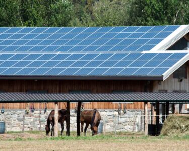 A farm on a sunny day. Solar panels line the barn's roof. Horses are feeding in their stables with a hay bale nearby.