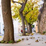 Trees in city street at autumn