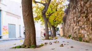 Trees in city street at autumn