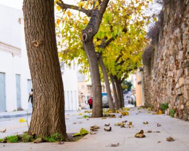 Trees in city street at autumn