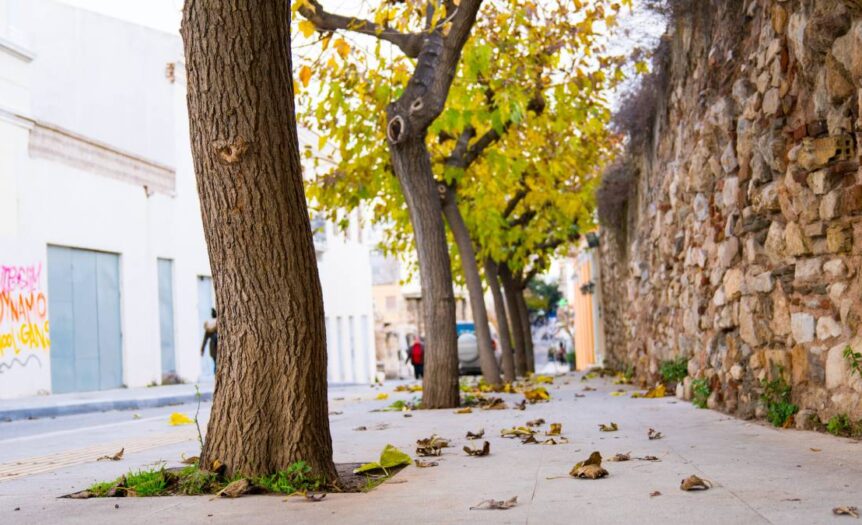 Trees in city street at autumn