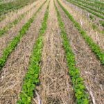 A section of farmland up close. There are rows of bright green plants with rows pale grass and soil between them.