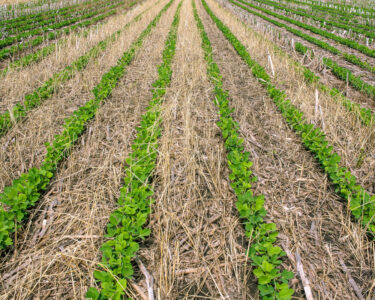 A section of farmland up close. There are rows of bright green plants with rows pale grass and soil between them.