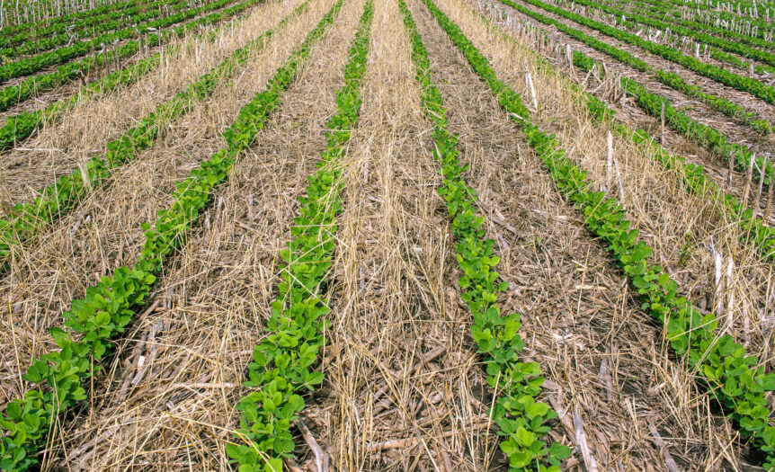 A section of farmland up close. There are rows of bright green plants with rows pale grass and soil between them.