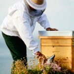 A person wearing a protective beekeeping hat and veil examining a small wooden hive surrounded by wildflowers.