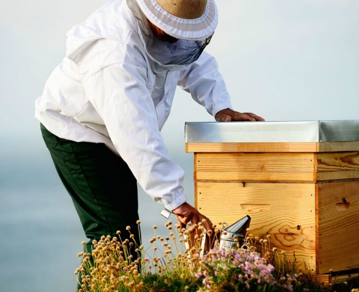 A person wearing a protective beekeeping hat and veil examining a small wooden hive surrounded by wildflowers.