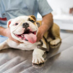 A bulldog with its mouth open and its tongue out is lying on the table at the vet. A professional is holding the dog and examining it.