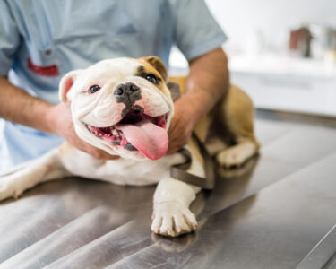 A bulldog with its mouth open and its tongue out is lying on the table at the vet. A professional is holding the dog and examining it.